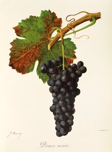 Uva Douce Noire de J. Troncy