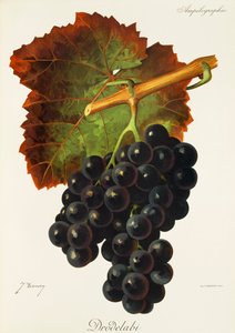 Uva Drodelabi por J. Troncy de Jules Troncy