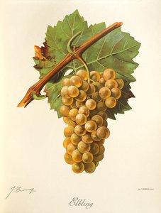 Uva elbling por J. Troncy de Jules Troncy