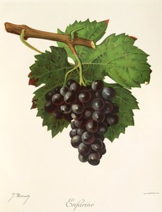 Uva "Enfarina" de J. Troncy
