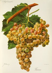 Uva Farana de J. Troncy