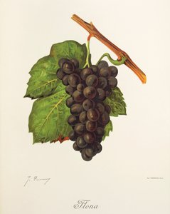 Uva flona de J. Troncy