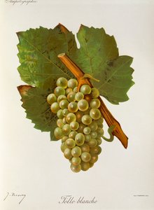 Uva Folle Blanche de J. Troncy