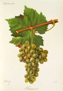Uva Francois Premier de J. Troncy