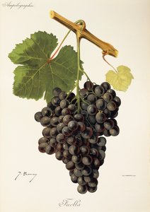 Uva Fuella por J. Troncy de Jules Troncy