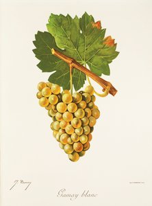 Uva Gamay Blanc por J. Troncy