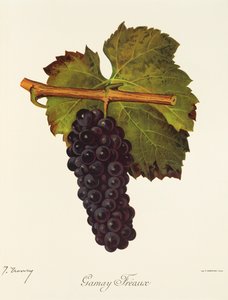 Uva Gamay Freaux por J. Troncy