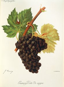 Uva Gamay Tete de Negre de J. Troncy de Jules Troncy