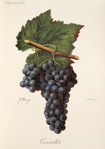 Uva Genouillet por J. Troncy de Jules Troncy