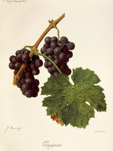 Uva Gougean por J. Troncy de Jules Troncy