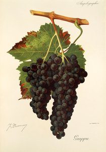Uva Grappu de J. Troncy de Jules Troncy
