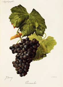 Uva garnacha de J. Troncy