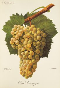 Uva Gros Bourgogne de J. Troncy