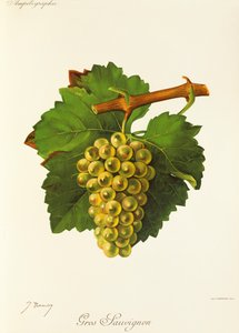 Uva Gros Sauvignon de J. Troncy de Jules Troncy