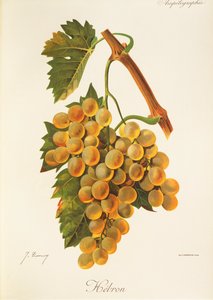 Uva de Hebrón por J. Troncy