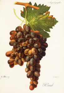 Uva Henab Noir por J. Troncy de Jules Troncy
