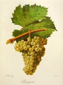 Uva Jacquere de J. Troncy de Jules Troncy