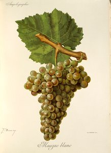 Uva Mauzac Blanc de J. Troncy