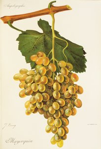 Uva Mayorquin de J. Troncy de Jules Troncy