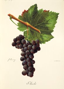Uva Mecle de J. Troncy de Jules Troncy