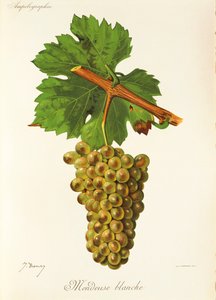 Uva Mondeuse Blanche de J. Troncy