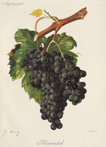 Uva Morrastel por J. Troncy de Jules Troncy