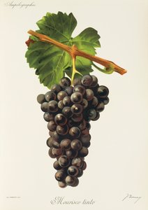 Uva Mourisco Tinto de J. Troncy de Jules Troncy