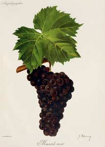 Uva Moscatel Noir por J. Troncy
