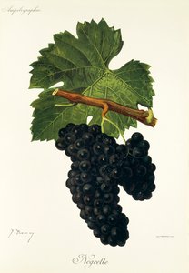Uva Negrette por J. Troncy de Jules Troncy