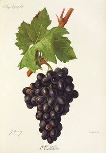Uva Oeillade de J. Troncy de Jules Troncy