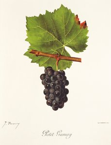 Uva Petit Gamay por J. Troncy