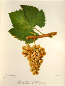 Pinot Blanc uva Chardonnay de J. Troncy