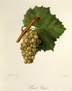 Uva Pinot Blanc por J. Troncy