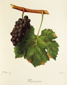 Uva Pinot Gris por J. Troncy