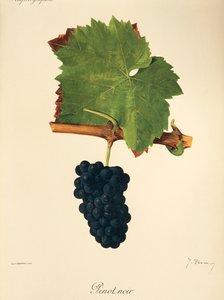 Uva Pinot Noir por J. Troncy