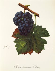 Pinot Teinturier Bury uva de J. Troncy