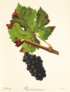 Uva Pinot Teinturier de J. Troncy