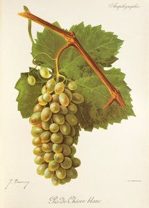 Uva Pis-de-Chevre Blanc por J. Troncy de Jules Troncy