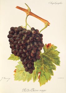 Pis-de-Chevre Uva roja de J. Troncy de Jules Troncy