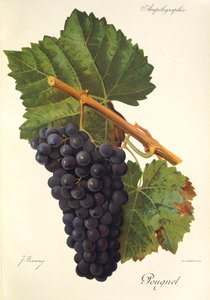 Uva Pougnel de J. Troncy