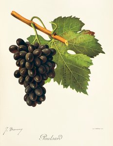 Uva Poulsard de J. Troncy de Jules Troncy