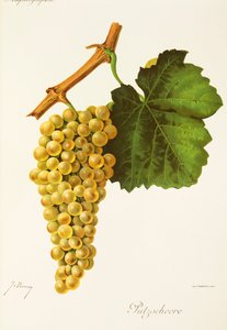 Uva Putzscheere de J. Troncy