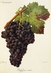 Uva Rafajone Noir de J. Troncy
