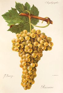 Uva Raisaine de J. Troncy de Jules Troncy