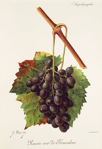 Uva Raisin Noir de Jerusalén por J. Troncy de Jules Troncy