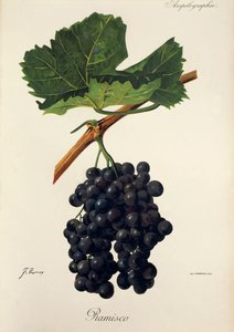 Uva Ramisco de J. Troncy