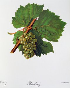 Uvas Riesling por Jules Troncy de Ampelographie, Traite general de viticulture (Ampelografía, Tratado general de viticultura), vol. II, por Pierre Viala (1859-1936) y Victor Vermorel (1848-1927), París