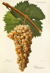 Uva rimense de J. Troncy de Jules Troncy
