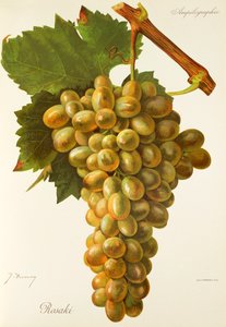 Uva Rosaki por J. Troncy de Jules Troncy