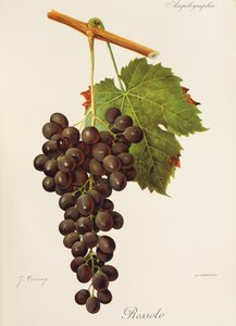 Uva Rossolo de J. Troncy de Jules Troncy